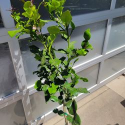 4ft Flowering THAI LIME TREE