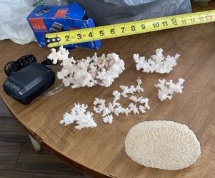 $20 Corales Y Bomba De Aire Para Pecera