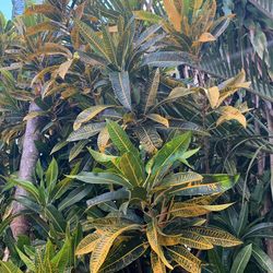 Yellow Croton 14” Tree Abrol
