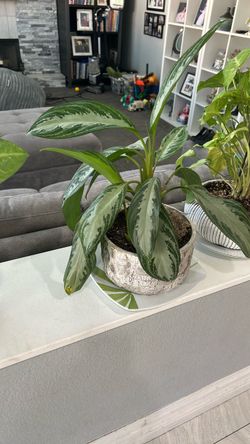Galena plants (15 each)