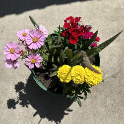 Decórate Flower Pot 