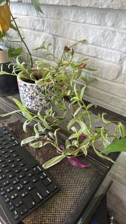 Plant