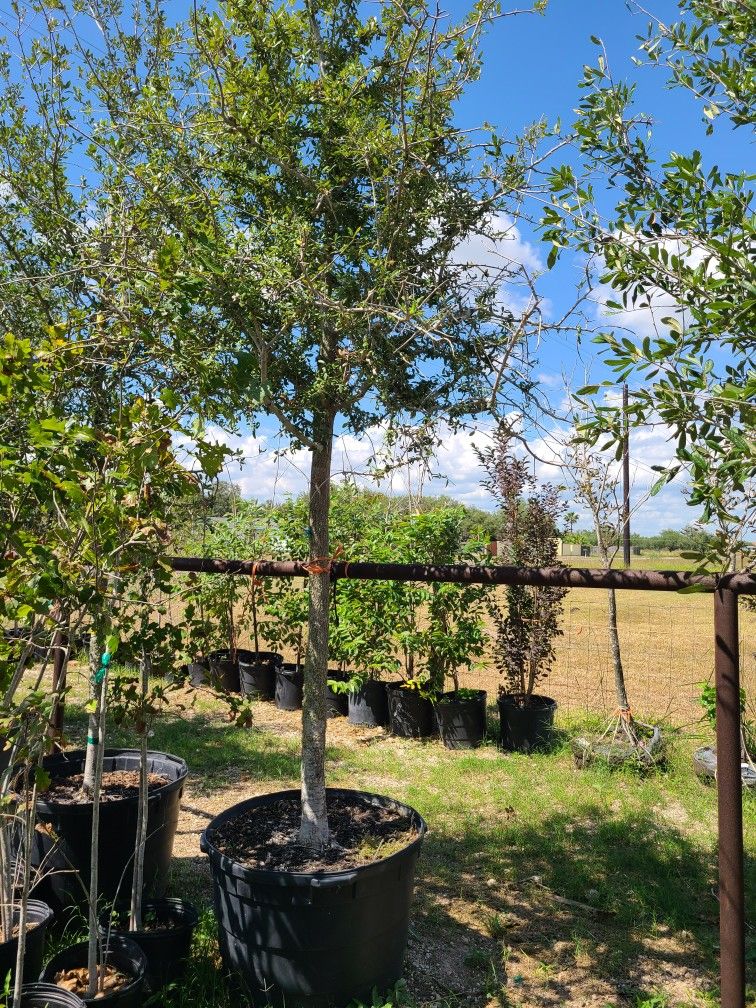 Live Oak Trees 45gallon 13ft Tall