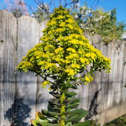 Tall AEONIUM succulent with big flower