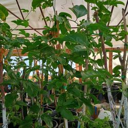 Maracuya  En 5 Galon lista Para Plantarse