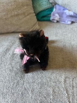 TY Beanie Babies Heiress The Black Cat Retired 2004 with Tags