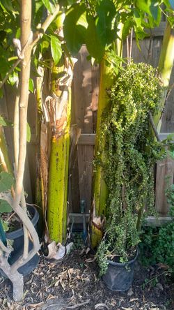 Succulents tree