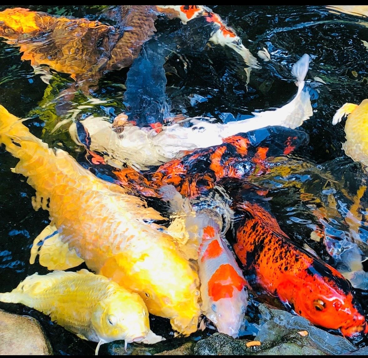 pond needs? koi? filters? plants?