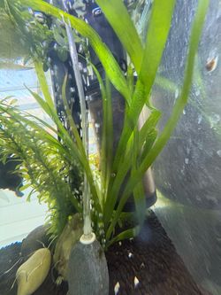 Water plants