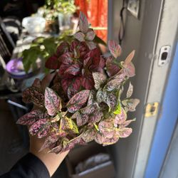 Tricolor Hypoestes