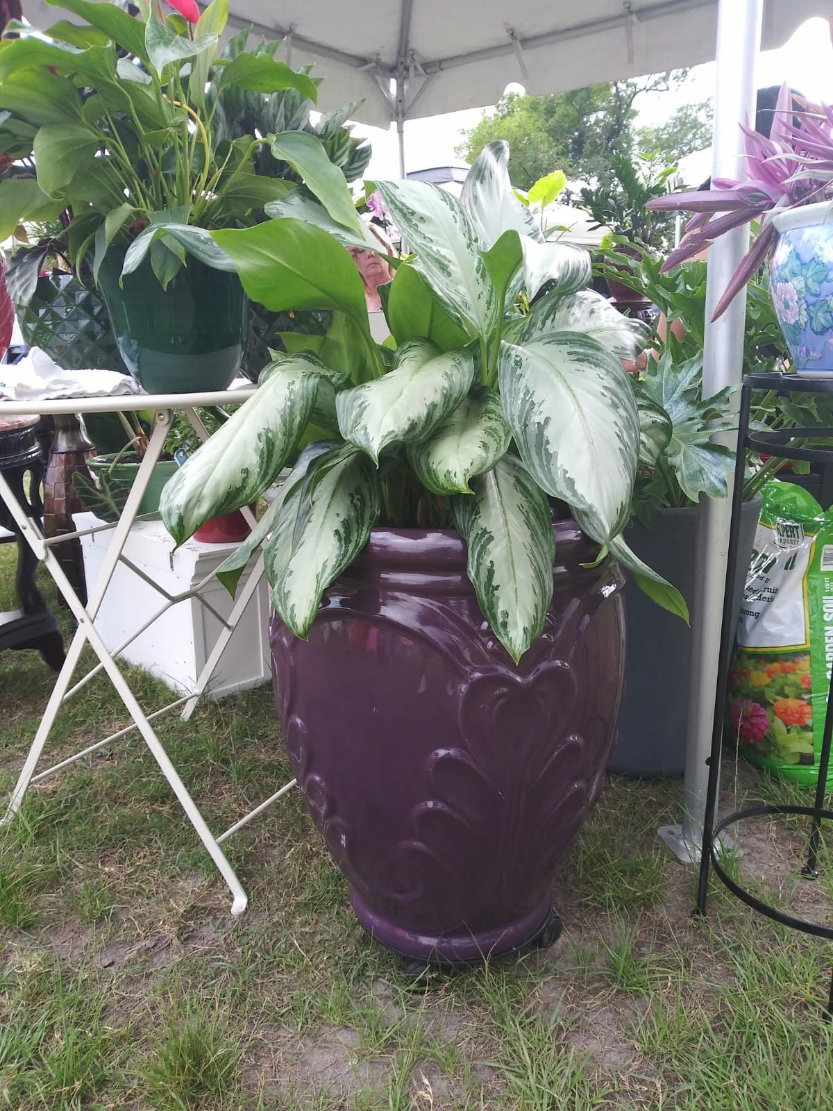 Large ceramic pot with plant
