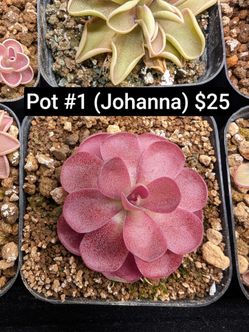 Carnivorous Plants: Butterworts (variety)