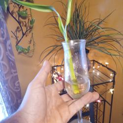 Bamboo Plant In A Whine Clear Glass Cup 