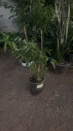 Durazno dulce. Peach plant