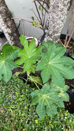 Plant