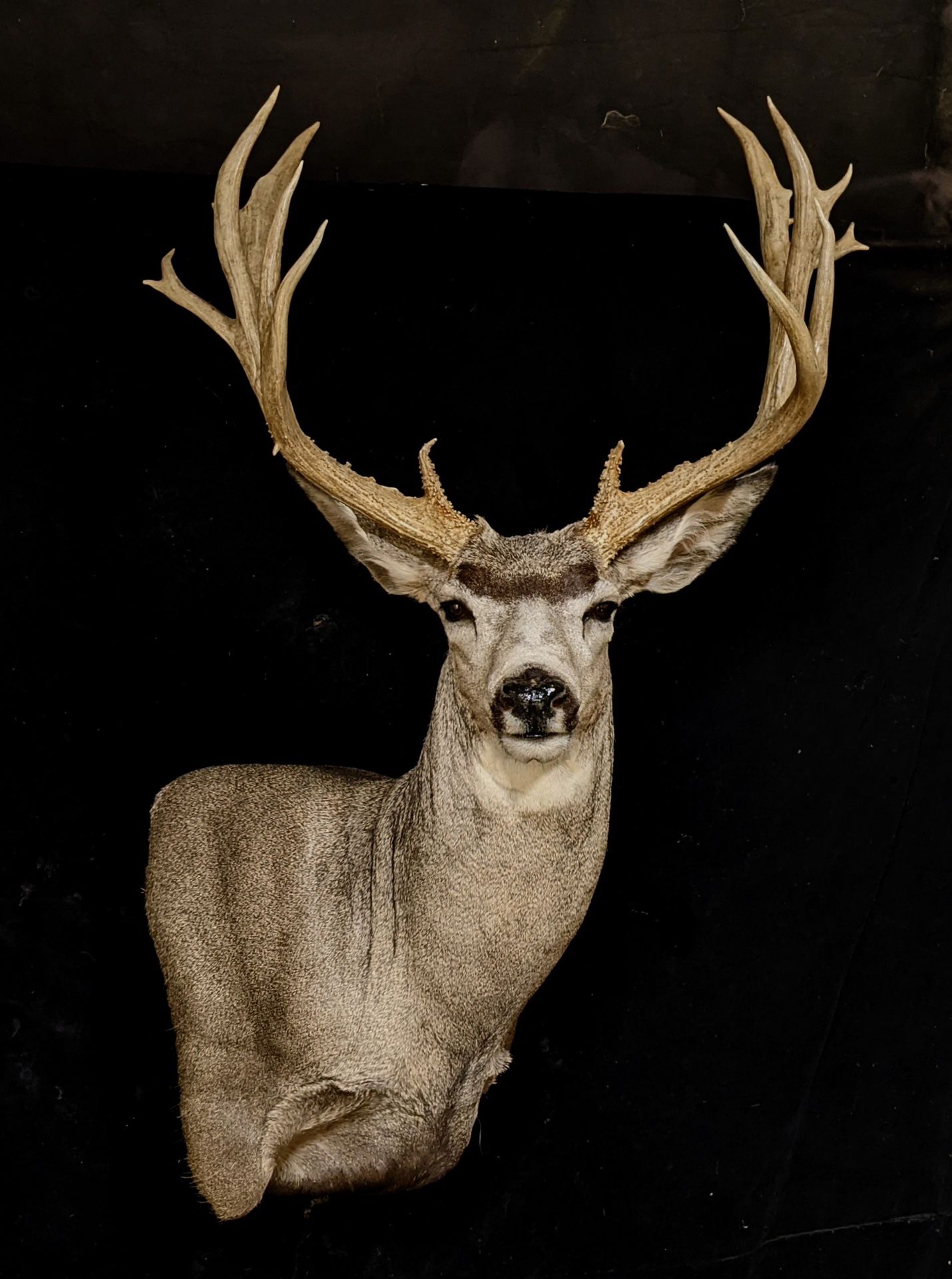 Mule Deer