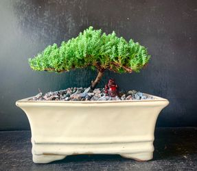 Bonsai Juniper