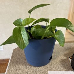 Lush Pothos Plant 