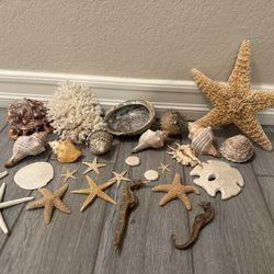 Beautiful Seashells, sand dollars, starfish, seahorses, blowfish collection