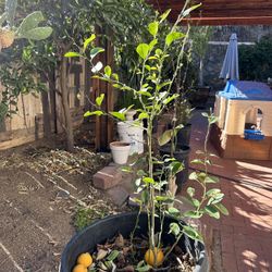 Vendo Este Árbol De Limón.