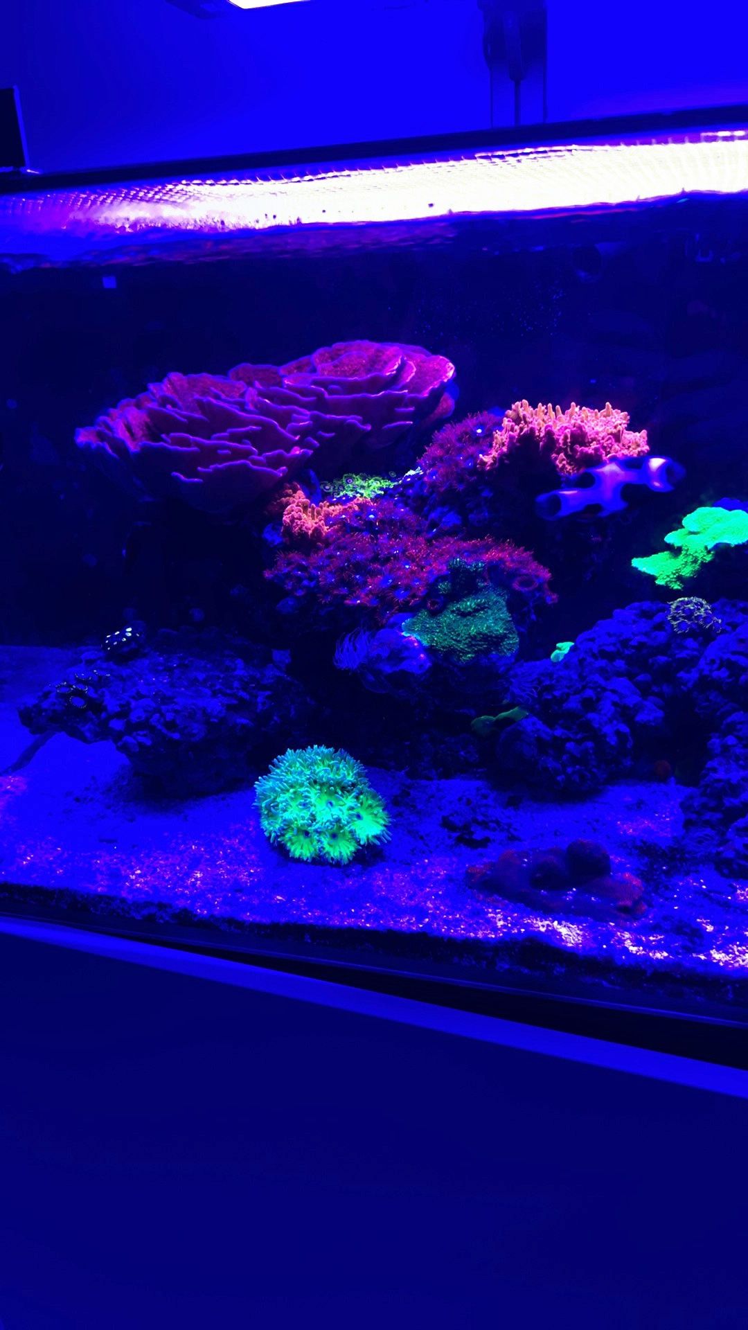 Large Aquarium Centerpiece