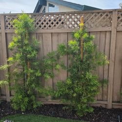 Japanese Yew / Fern Pine Privacy Trees (Podocarpus) – recently planted..Around 40 Trees Available 🌿