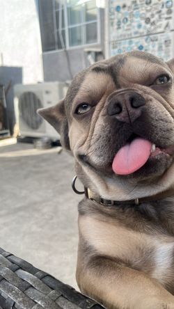 black oklands