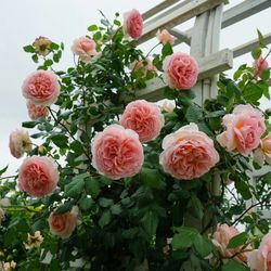 Rare European, Japan rose plants : Abraham Darby  Two years in one gallon pot Own root Just pruned for better shape. Pick up only Price firm , discoun