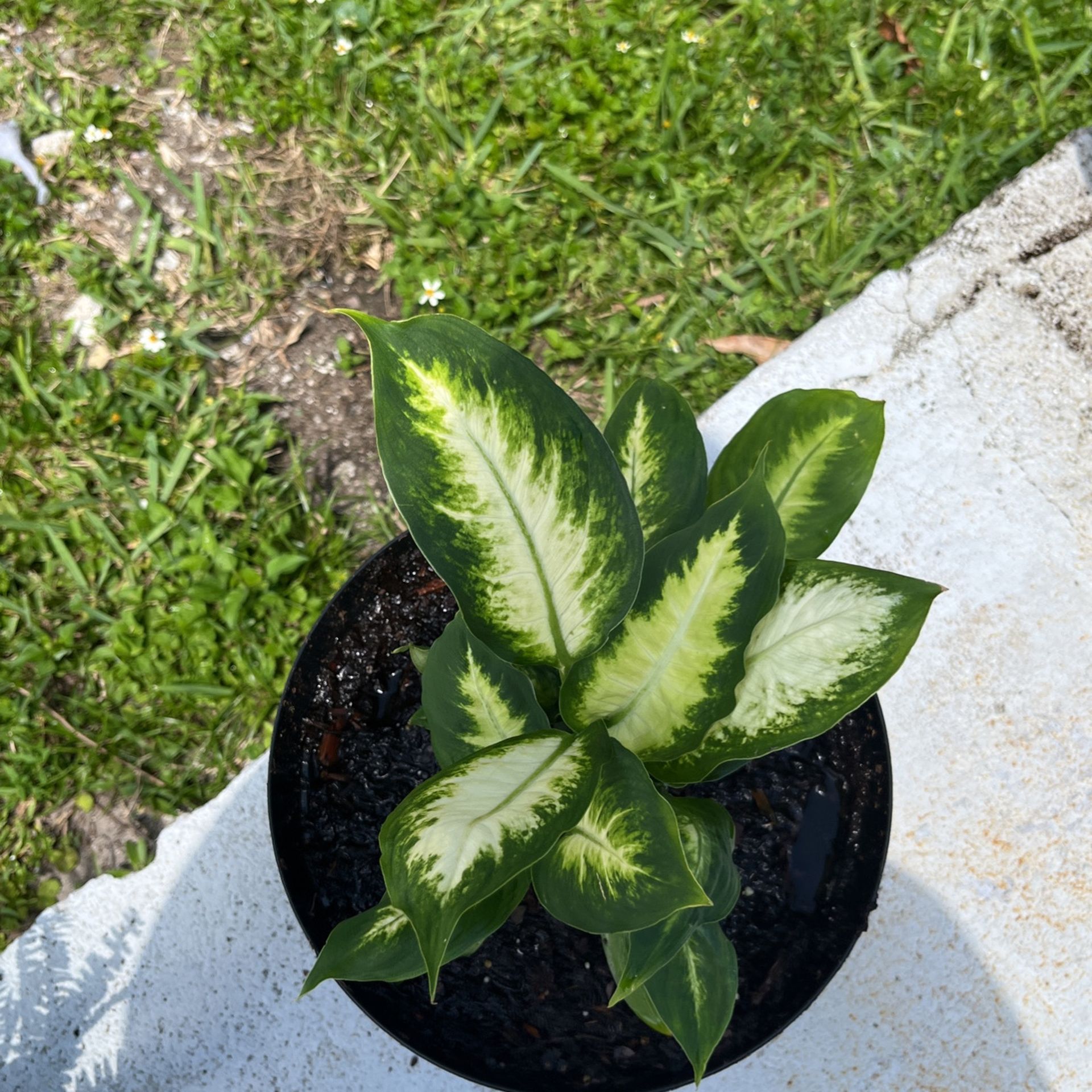 Dieffenbachia Macula Ta Also Known As Camille (exotic Angel Plants)