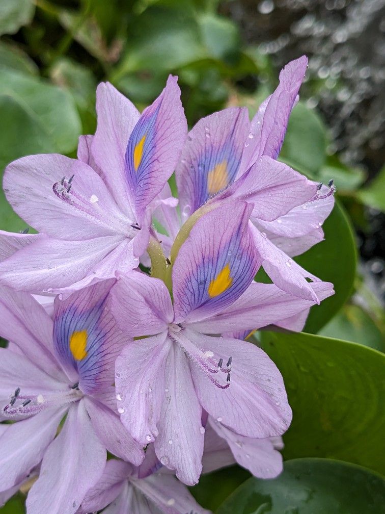 Water Hyacinth Plants For Sale for Sale in Phoenix, AZ OfferUp
