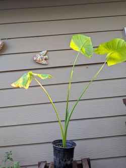 Elephant ear plant