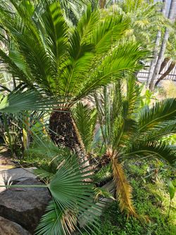 Sago palm