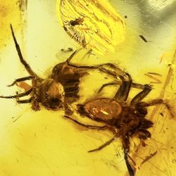This remarkable piece of genuine Jurassic Baltic amber contains two perfectly preserved ancient spiders—a rare and captivating dual-inclusion fossil. 