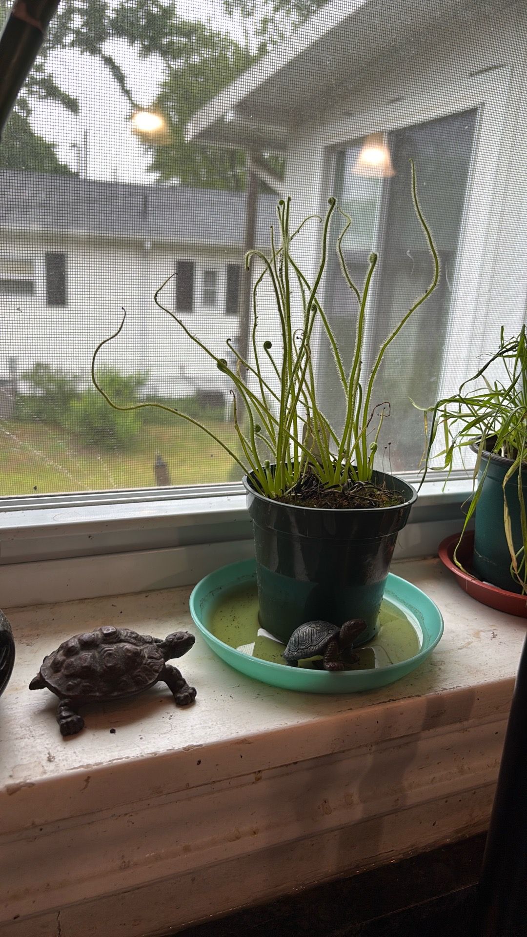 Sundew carnivorous live plant