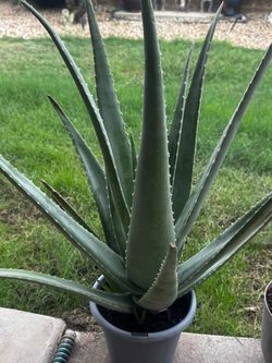 Aloe Vera plants