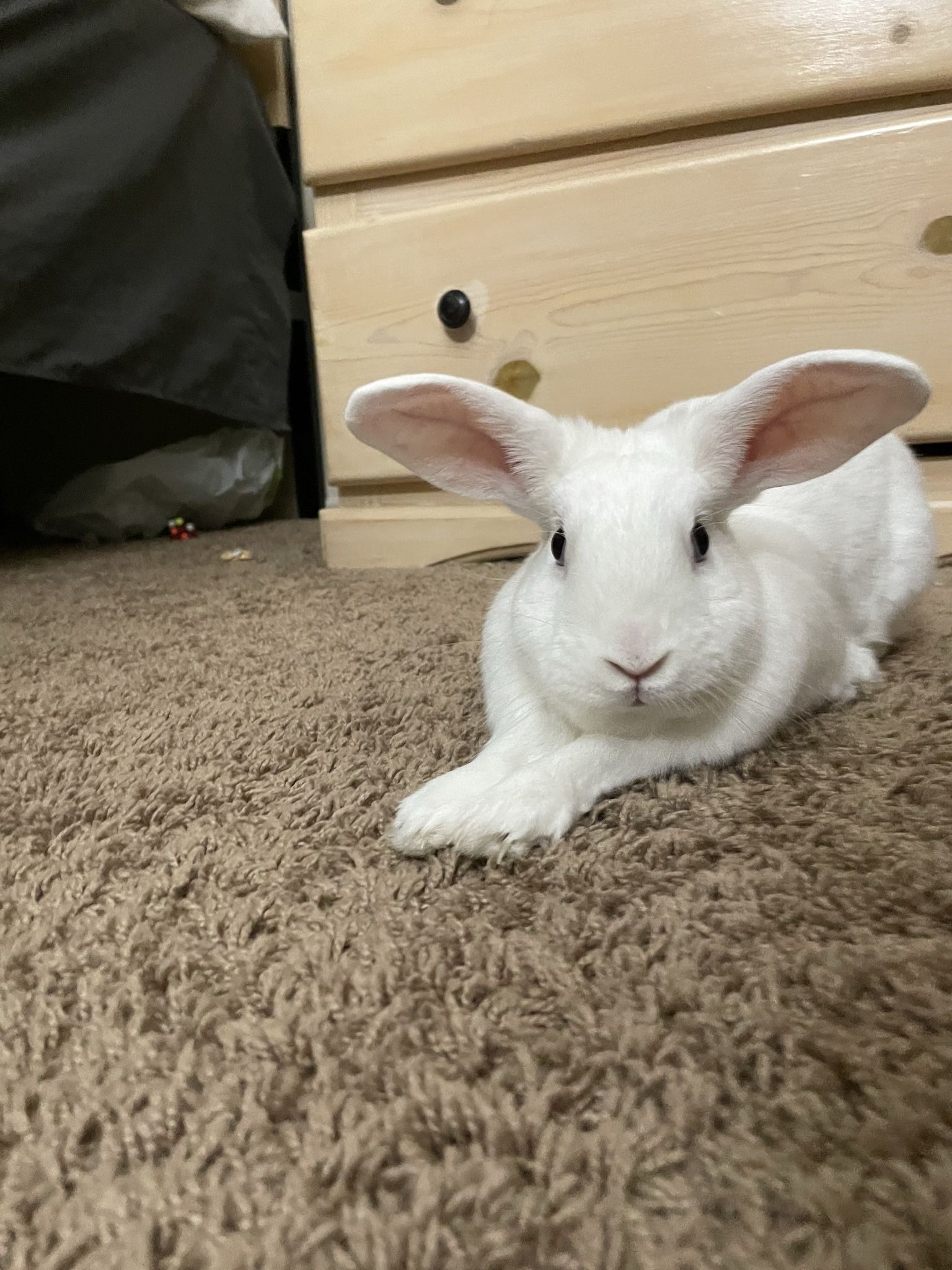 Cage For Bunny 