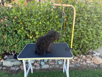 Dog grooming table.