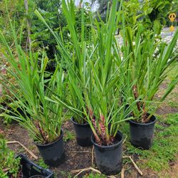 Sugar Cane Tree
