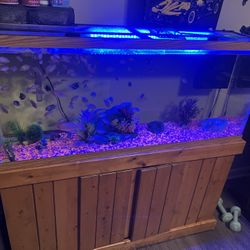 Fish Tank With Stand 