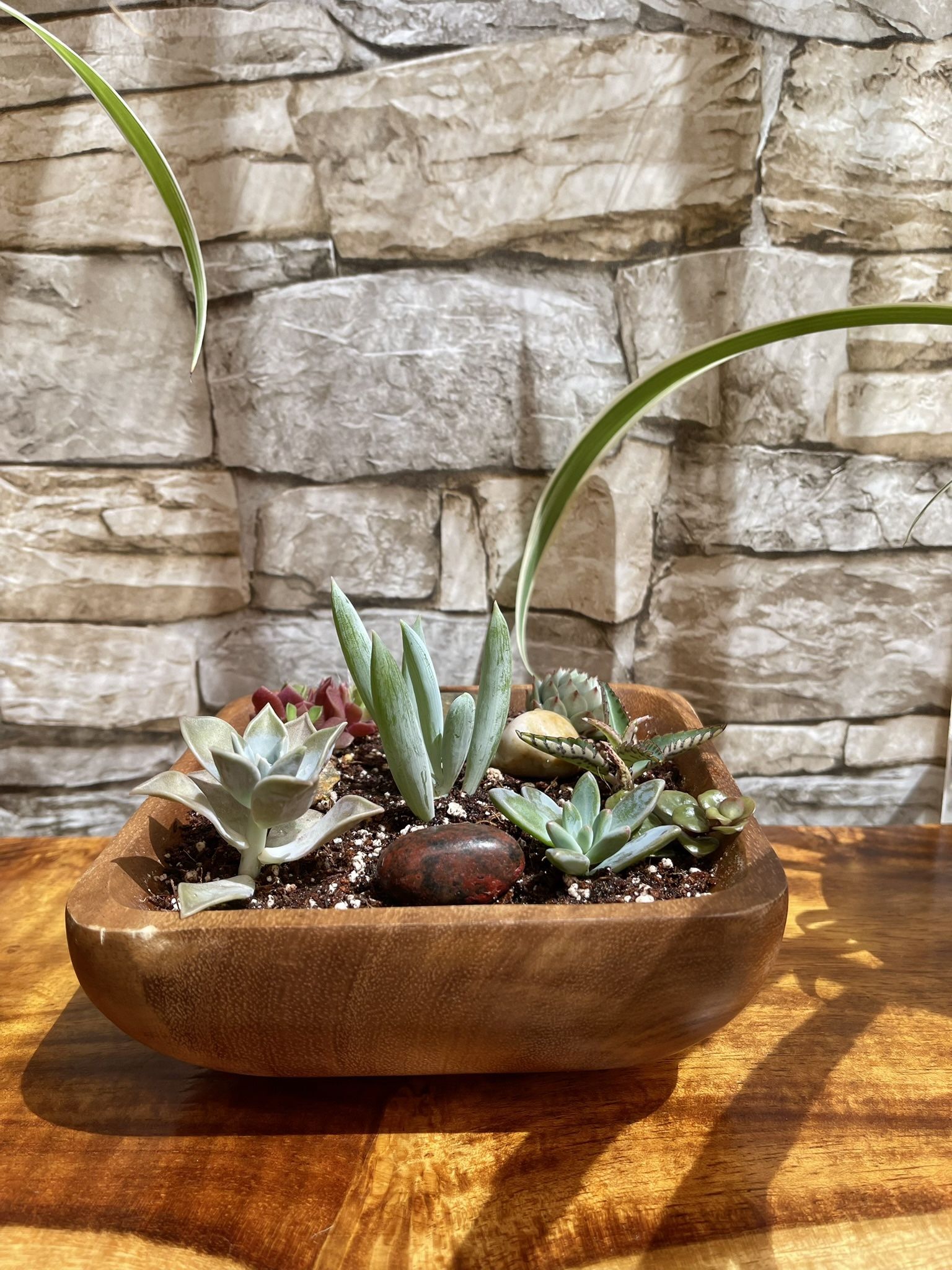 Assorted Succulents In Square 6"x6"x3"H Pot.