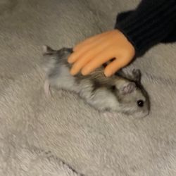 Cage With Accessories For A Hamster 
