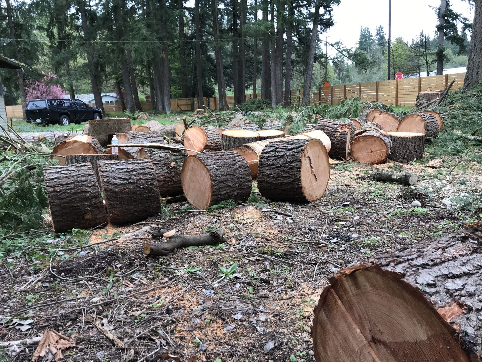 Limbs off, fresh lots of cut lumber