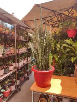 Snake Plant