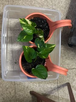 Pothos Plants
