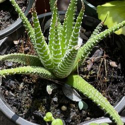 Succulents Plants 4”pot