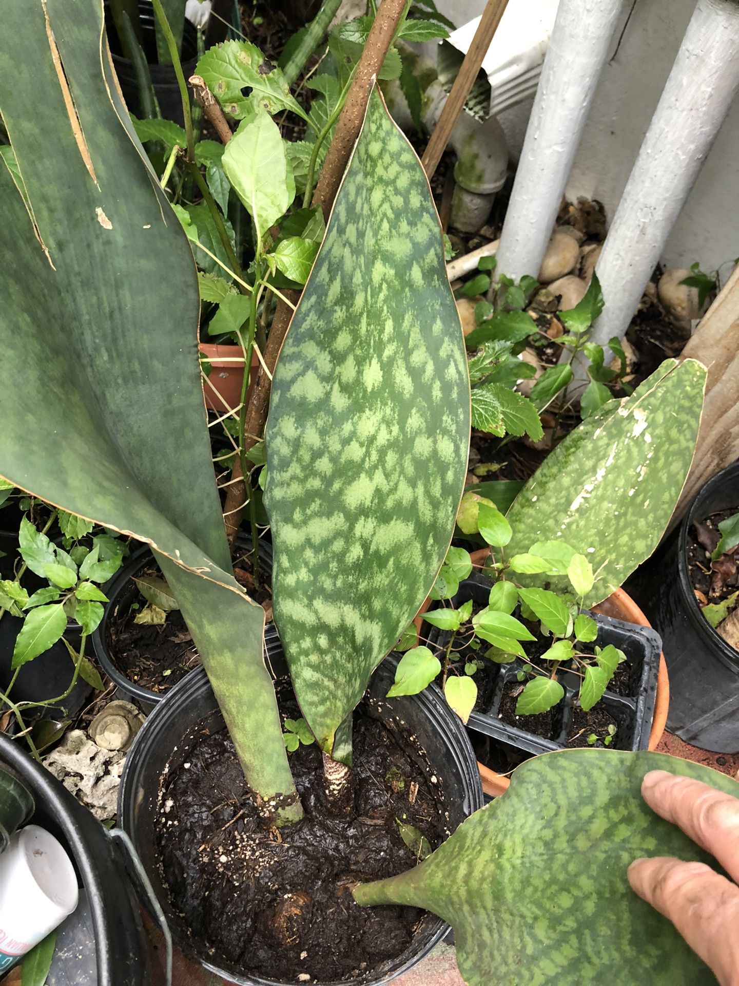 Whale Fin Sansevieria Snake Plant Masoniana