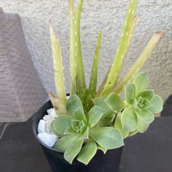 Succulents Plant.
