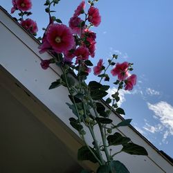 Part three of the floral pedals flowers plants garden