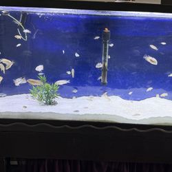 Fish Tank For Sale