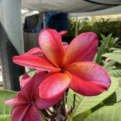 Plumeria Cuttings